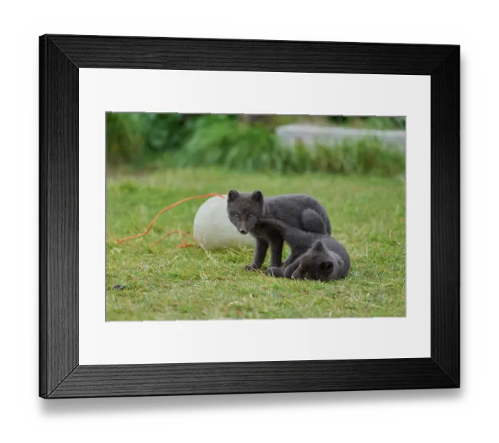Framed Print : Two Arctic fox (Vulpes lagopus) cubs, aged 6 weeks, blue morph in summer coat, playing in campsite, Hornvik, Hornstrandir Nature Reserve, Iceland. July Framed Print : Two Arctic fox (Vulpes lagopus) cubs, aged 6 weeks, blue morph in summer coat, playing in campsite, Hornvik, Hornstrandir Nature Reserve, Iceland. July