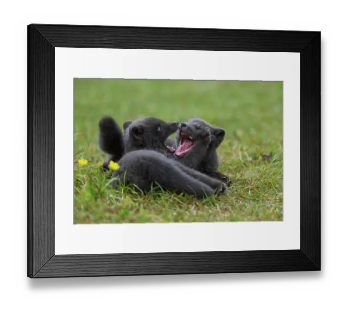 Framed Print : Two Arctic fox (Vulpes lagopus) cubs, aged 6 weeks, blue morph in summer coat, playing in campsite, Hornvik, Hornstrandir Nature Reserve, Iceland. July Framed Print : Two Arctic fox (Vulpes lagopus) cubs, aged 6 weeks, blue morph in summer coat, playing in campsite, Hornvik, Hornstrandir Nature Reserve, Iceland. July