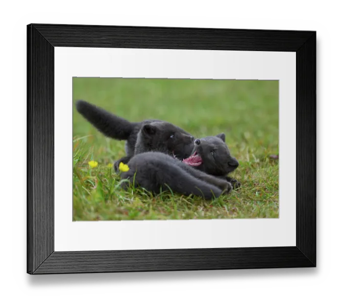 Framed Print : Two Arctic fox (Vulpes lagopus) cubs, aged 6 weeks, blue morph in summer coat, playing in campsite, Hornvik, Hornstrandir Nature Reserve, Iceland. July Framed Print : Two Arctic fox (Vulpes lagopus) cubs, aged 6 weeks, blue morph in summer coat, playing in campsite, Hornvik, Hornstrandir Nature Reserve, Iceland. July