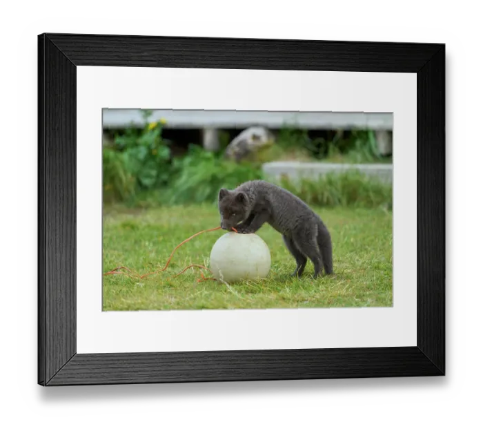 Framed Print : Arctic fox (Vulpes lagopus) cub, aged 6 weeks, blue morph in summer coat, playing with fishing buoy outside Ranger Station in campsite, Hornvik, Hornstrandir Nature Reserve Framed Print : Arctic fox (Vulpes lagopus) cub, aged 6 weeks, blue morph in summer coat, playing with fishing buoy outside Ranger Station in campsite, Hornvik, Hornstrandir Nature Reserve