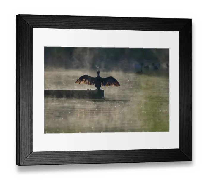 Framed Print : Cormorant (Phalacrocorax carbo) drying its wings in morning sunlight, Reddish Vale Country Park, Greater Manchester, UK. October