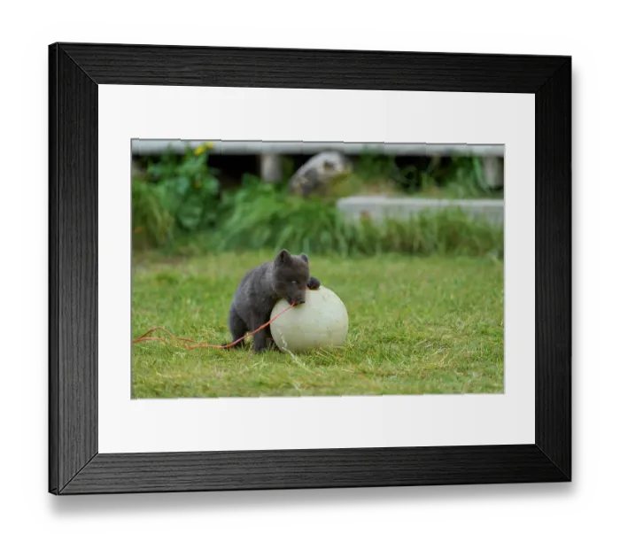 Framed Print : Arctic fox (Vulpes lagopus) cub, aged 6 weeks, blue morph in summer coat, playing with fishing buoy outside Ranger Station in campsite, Hornvik, Hornstrandir Nature Reserve Framed Print : Arctic fox (Vulpes lagopus) cub, aged 6 weeks, blue morph in summer coat, playing with fishing buoy outside Ranger Station in campsite, Hornvik, Hornstrandir Nature Reserve