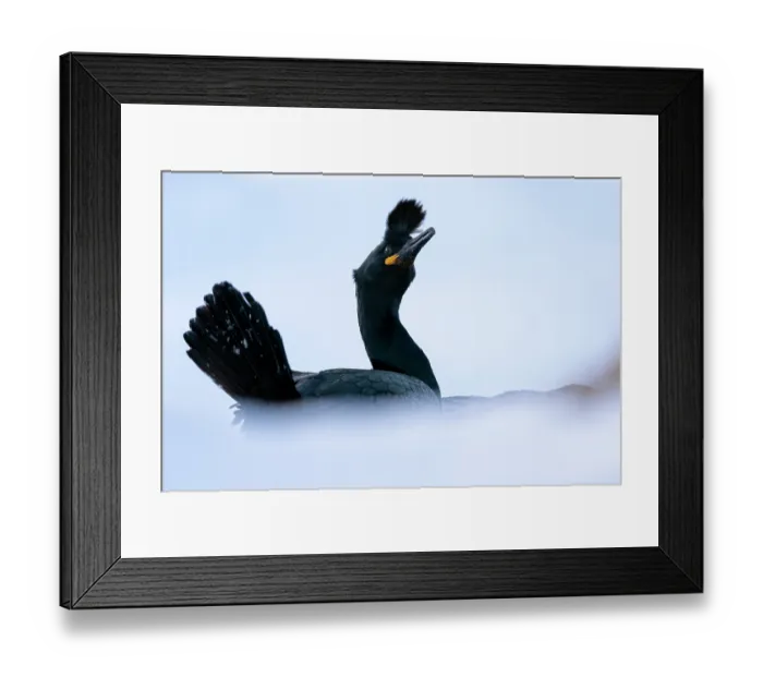 Framed Print : Shag (Phalacrocorax aristotelis) portrait, Hornoya, Varanger, Finnmark, Norway. March Framed Print : Shag (Phalacrocorax aristotelis) portrait, Hornoya, Varanger, Finnmark, Norway. March