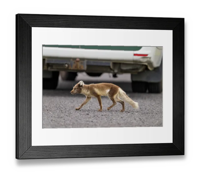 Framed Print : Arctic fox (Vulpes lagopus) white morph in summer coat, walking through a tourist car park scrounging for food, Snaefellsnes Peninsula, Iceland. July Framed Print : Arctic fox (Vulpes lagopus) white morph in summer coat, walking through a tourist car park scrounging for food, Snaefellsnes Peninsula, Iceland. July