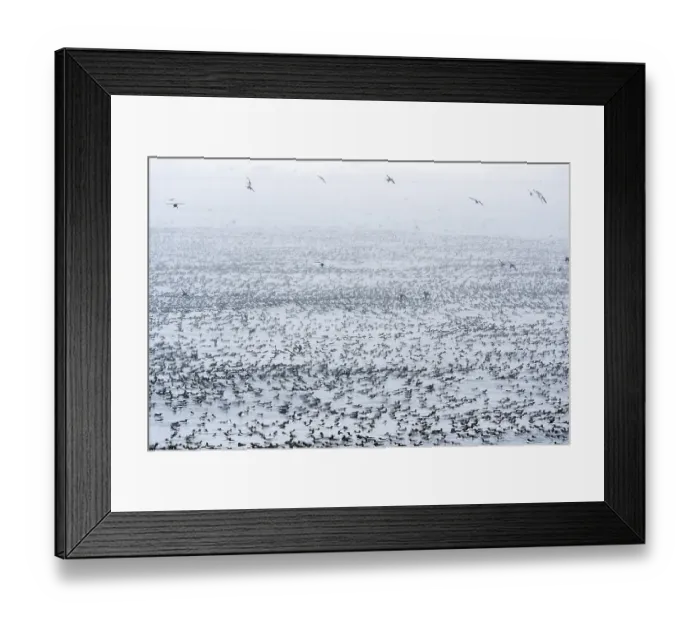 Framed Print : Common guillemots (Uria aalge) flock in large masses on the sea waiting and preparing for a mass landing, Hornoya, Varanger, Finnmark, Norway. March Framed Print : Common guillemots (Uria aalge) flock in large masses on the sea waiting and preparing for a mass landing, Hornoya, Varanger, Finnmark, Norway. March
