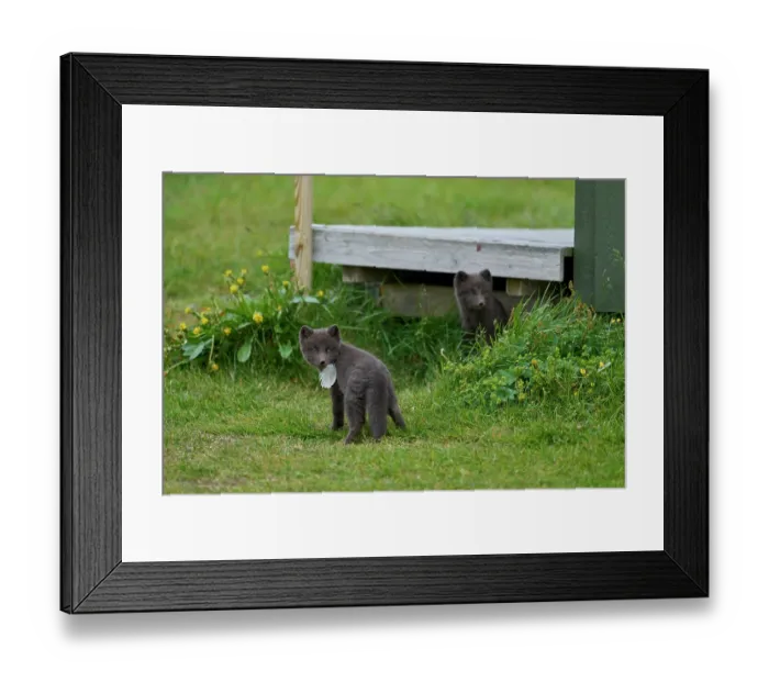 Framed Print : Two Arctic fox (Vulpes lagopus) cubs, aged 6 weeks, blue morph in summer coat, playing in campsite, Hornvik, Hornstrandir Nature Reserve, Iceland. July Framed Print : Two Arctic fox (Vulpes lagopus) cubs, aged 6 weeks, blue morph in summer coat, playing in campsite, Hornvik, Hornstrandir Nature Reserve, Iceland. July