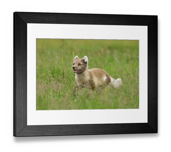 Framed Print : Arctic fox (Vulpes lagopus) white morph in summer coat, running through grassland, Snaefellsnes Peninsula, Iceland. July Framed Print : Arctic fox (Vulpes lagopus) white morph in summer coat, running through grassland, Snaefellsnes Peninsula, Iceland. July