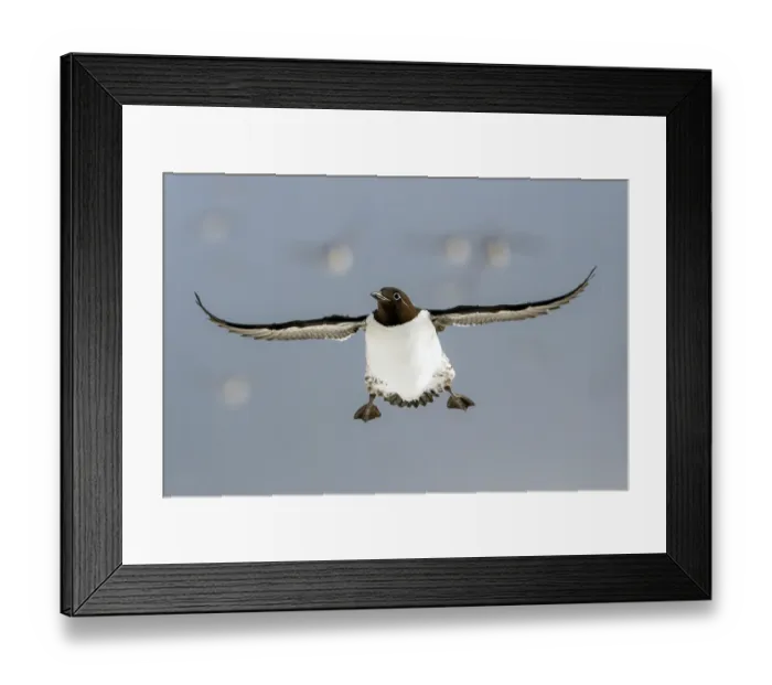 Framed Print : Common guillemot (Uria aalge) in flight. Hornoya, Varanger, Finnmark, Norway. March Framed Print : Common guillemot (Uria aalge) in flight. Hornoya, Varanger, Finnmark, Norway. March