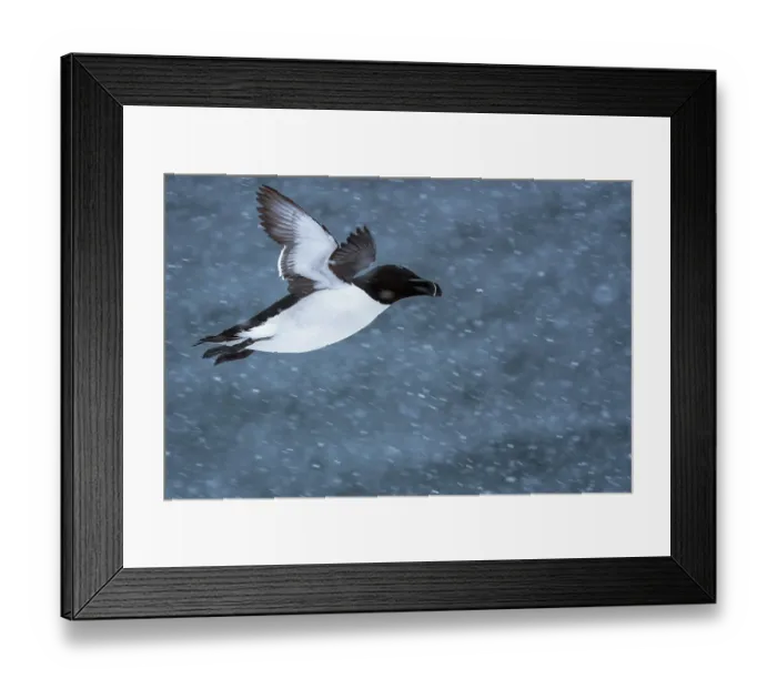 Framed Print : Razorbill (Alca torda) in flight during snowfall, Hornoya, Varanger, Finnmark, Norway. March Framed Print : Razorbill (Alca torda) in flight during snowfall, Hornoya, Varanger, Finnmark, Norway. March