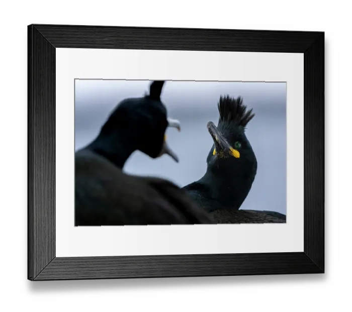 Framed Print : Shags (Phalacrocorax aristotelis) pair squabbling, Hornoya, Varanger, Finnmark, Norway. March Framed Print : Shags (Phalacrocorax aristotelis) pair squabbling, Hornoya, Varanger, Finnmark, Norway. March