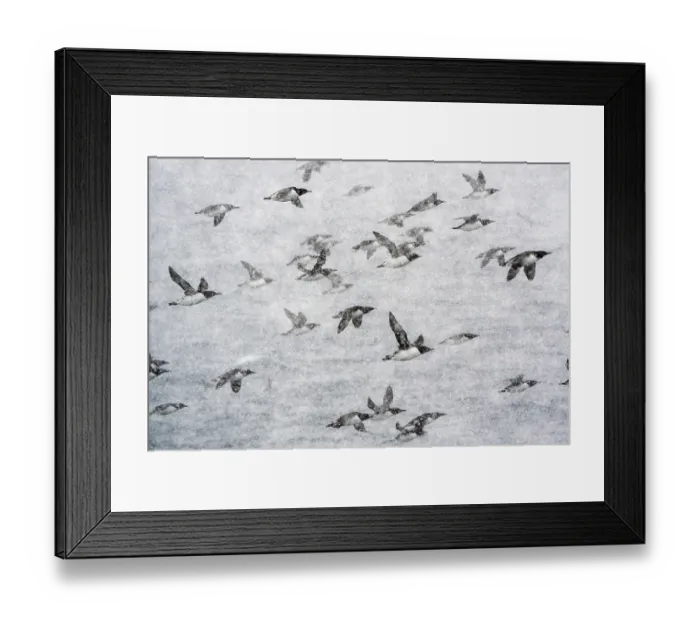 Framed Print : Common guillemots (Uria aalge) flock in flight during heavy snowfall, Hornoya, Varanger, Finnmark, Norway. March Framed Print : Common guillemots (Uria aalge) flock in flight during heavy snowfall, Hornoya, Varanger, Finnmark, Norway. March