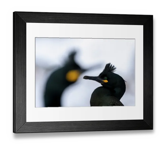 Framed Print : Two Shags (Phalacrocorax aristotelis) head portrait, Hornoya, Varanger, Finnmark, Norway. March Framed Print : Two Shags (Phalacrocorax aristotelis) head portrait, Hornoya, Varanger, Finnmark, Norway. March