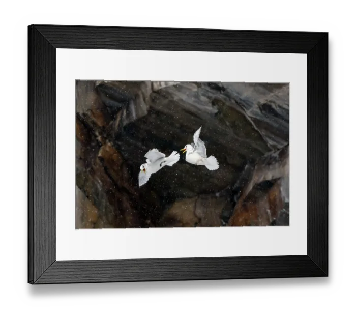 Framed Print : Two Kittiwakes (Rissa tridactylus) in flight fighting for nesting space and dominance, Hornoya, Varanger, Finnmark, Norway. March Framed Print : Two Kittiwakes (Rissa tridactylus) in flight fighting for nesting space and dominance, Hornoya, Varanger, Finnmark, Norway. March