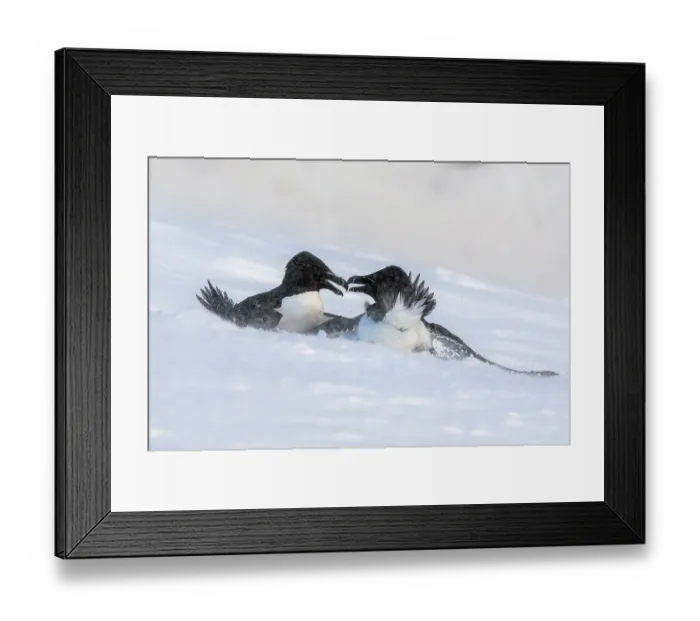 Framed Print : Two Razorbills (Alca torda) fighting in a snow storm, Hornoya, Varanger, Finnmark, Norway. March Framed Print : Two Razorbills (Alca torda) fighting in a snow storm, Hornoya, Varanger, Finnmark, Norway. March