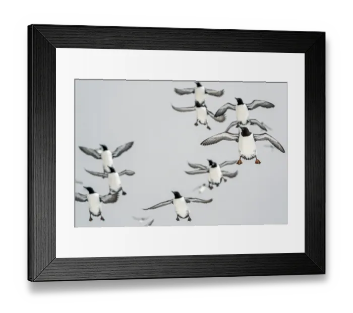 Framed Print : Common guillemots (Uria aalge) flock in flight, Hornoya, Varanger, Finnmark, Norway. March Framed Print : Common guillemots (Uria aalge) flock in flight, Hornoya, Varanger, Finnmark, Norway. March