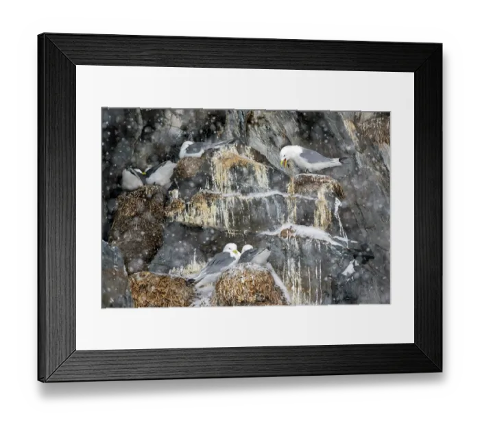 Framed Print : Kittiwake (Rissa tridactyla) breeding colony sheltering on cliffs during snowfall, Hornoya, Varanger, Finnmark, Norway. March Framed Print : Kittiwake (Rissa tridactyla) breeding colony sheltering on cliffs during snowfall, Hornoya, Varanger, Finnmark, Norway. March
