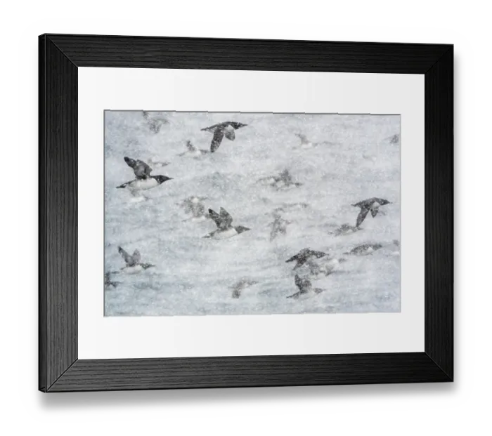 Framed Print : Common guillemots (Uria aalge) flock in flight during heavy snowfall, Hornoya, Varanger, Finnmark, Norway. March Framed Print : Common guillemots (Uria aalge) flock in flight during heavy snowfall, Hornoya, Varanger, Finnmark, Norway. March