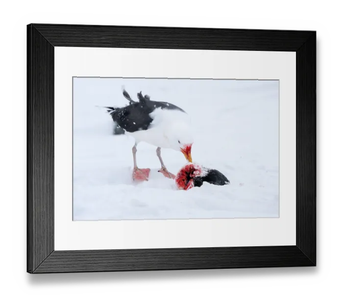Framed Print : Great black-backed gull (Larus marinus) feeding on Common guillemot (Uria aalge) prey, Hornoya, Varanger, Finnmark, Norway. March Framed Print : Great black-backed gull (Larus marinus) feeding on Common guillemot (Uria aalge) prey, Hornoya, Varanger, Finnmark, Norway. March