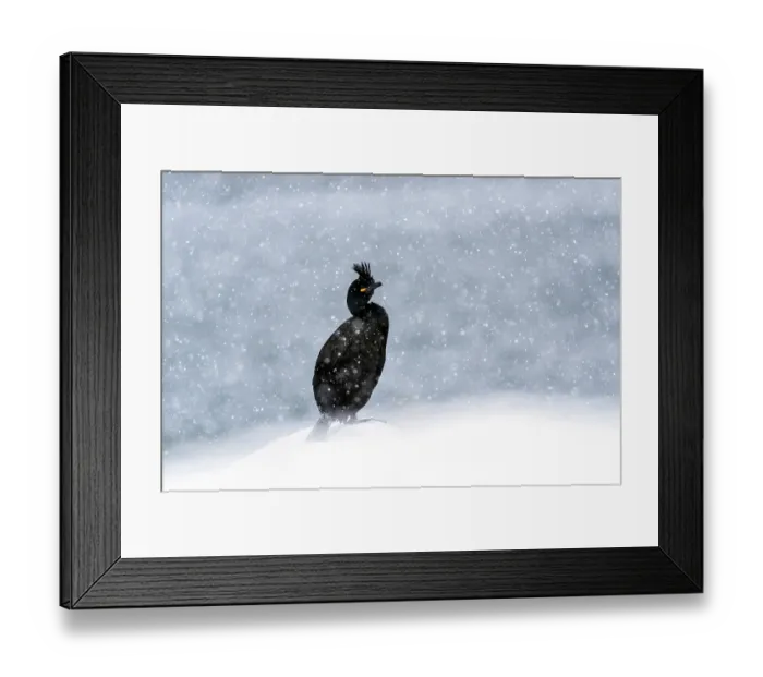 Framed Print : Shag (Phalacrocorax aristotelis) standing on snow during heavy snowfall, Hornoya, Varanger, Finnmark, Norway. March Framed Print : Shag (Phalacrocorax aristotelis) standing on snow during heavy snowfall, Hornoya, Varanger, Finnmark, Norway. March