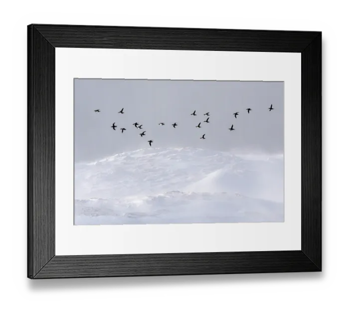 Framed Print : Common guillemots (Uria aalge) flock flying with snow-covered mountains in background, Hornoya, Varanger, Finnmark, Norway. March