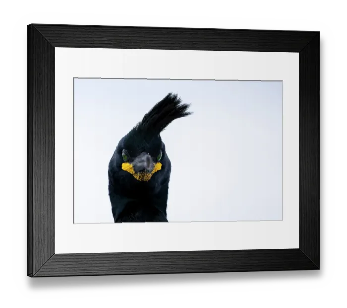 Framed Print : Shag (Phalacrocorax aristotelis) head portrait, Hornoya, Varanger, Finnmark, Norway. March Framed Print : Shag (Phalacrocorax aristotelis) head portrait, Hornoya, Varanger, Finnmark, Norway. March
