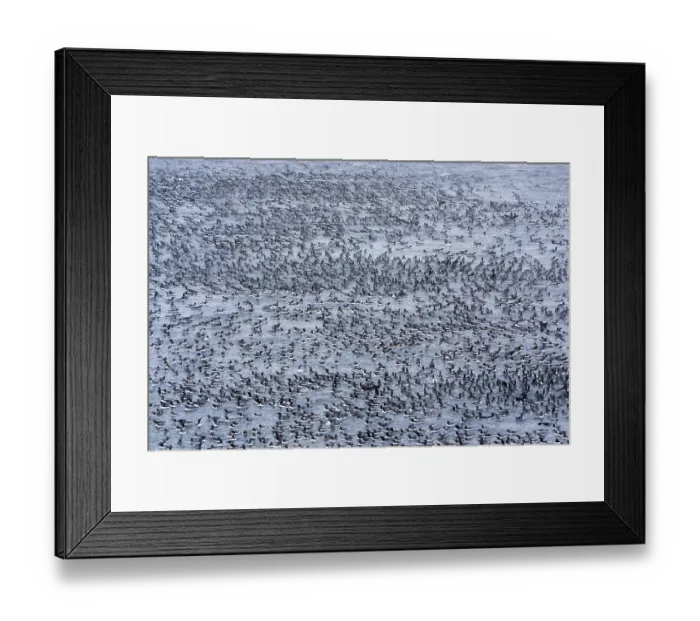 Framed Print : Huge gathering of Common guillemots (Uria aalge) on the sea in heavy snowfall before mass landing event, Hornoya, Varanger, Finnmark, Norway. March