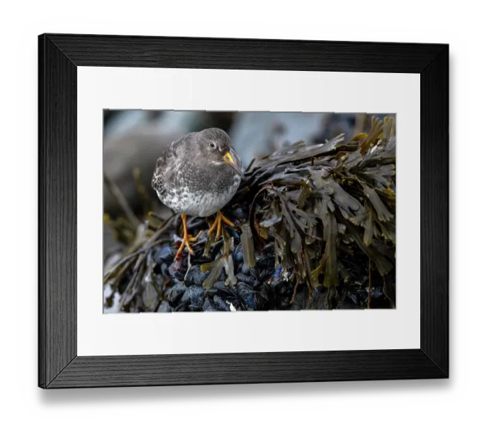 Framed Print : Purple sandpiper (Calidris maritima) foraging among seaweed covered Mussels, Hornoya, Varanger, Finnmark, Norway. March Framed Print : Purple sandpiper (Calidris maritima) foraging among seaweed covered Mussels, Hornoya, Varanger, Finnmark, Norway. March