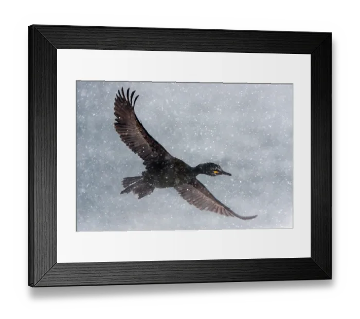 Framed Print : Shag (Phalacrocorax aristotelis) in flight during heavy snowfall, Hornoya, Varanger, Finnmark, Norway. March Framed Print : Shag (Phalacrocorax aristotelis) in flight during heavy snowfall, Hornoya, Varanger, Finnmark, Norway. March