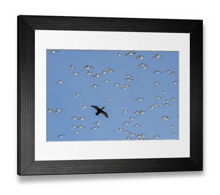 Framed Print : Shag (Phalacrocorax aristotelis) in flight among flock of Common guillemots (Uria aalge), Hornoya, Varanger, Finnmark, Norway. March
