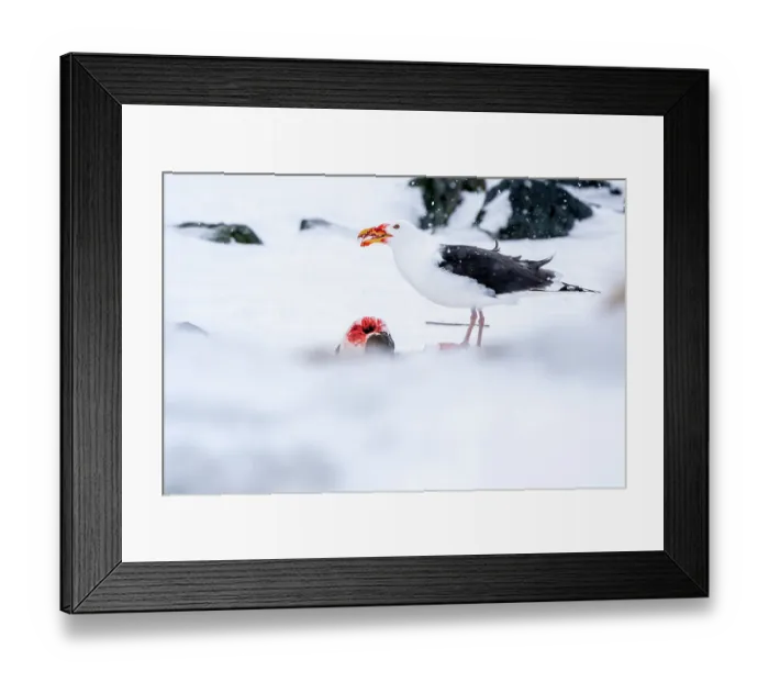 Framed Print : Great black-backed gull (Larus marinus) feeding on Common guillemot (Uria aalge) prey, Hornoya, Varanger, Finnmark, Norway. March Framed Print : Great black-backed gull (Larus marinus) feeding on Common guillemot (Uria aalge) prey, Hornoya, Varanger, Finnmark, Norway. March