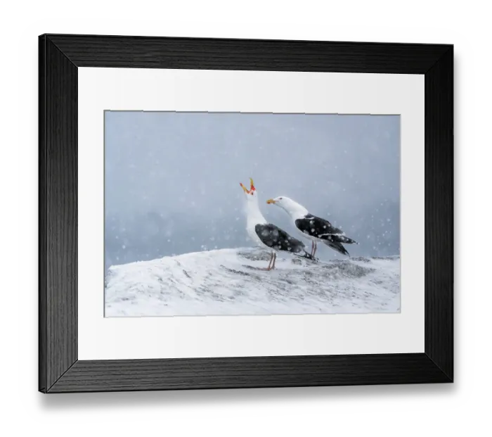 Framed Print : Great black-backed gulls (Larus marinus) pair, courtship display in heavy snowfall Framed Print : Great black-backed gulls (Larus marinus) pair, courtship display in heavy snowfall