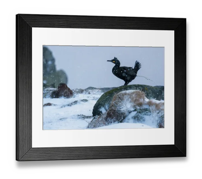 Framed Print : Shag (Phalacrocorax aristotelis) defecating on snowy rocks, Hornoya, Varanger, Finnmark, Norway. March Framed Print : Shag (Phalacrocorax aristotelis) defecating on snowy rocks, Hornoya, Varanger, Finnmark, Norway. March