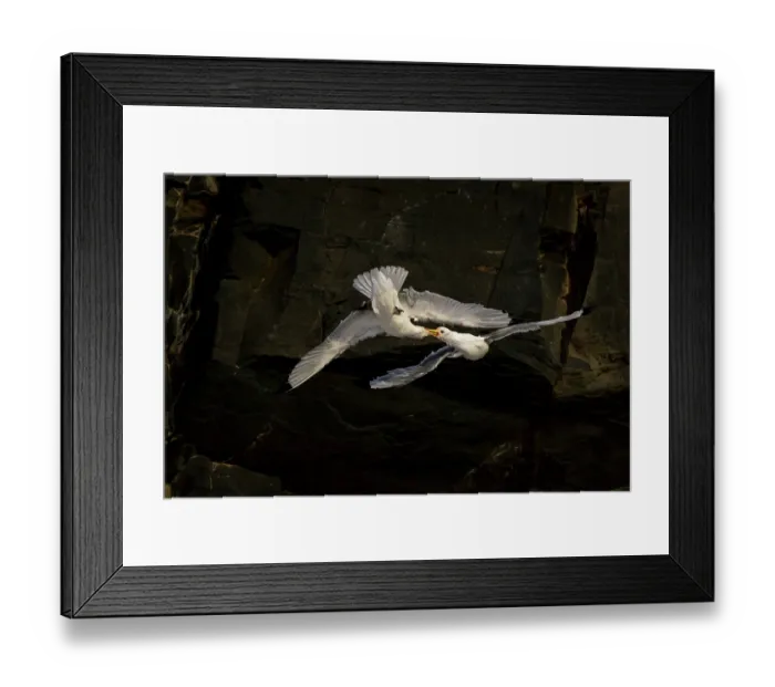 Framed Print : Two Kittiwakes (Rissa tridactylus) in flight fighting for nesting space and dominance, Hornoya, Varanger, Finnmark, Norway. March Framed Print : Two Kittiwakes (Rissa tridactylus) in flight fighting for nesting space and dominance, Hornoya, Varanger, Finnmark, Norway. March