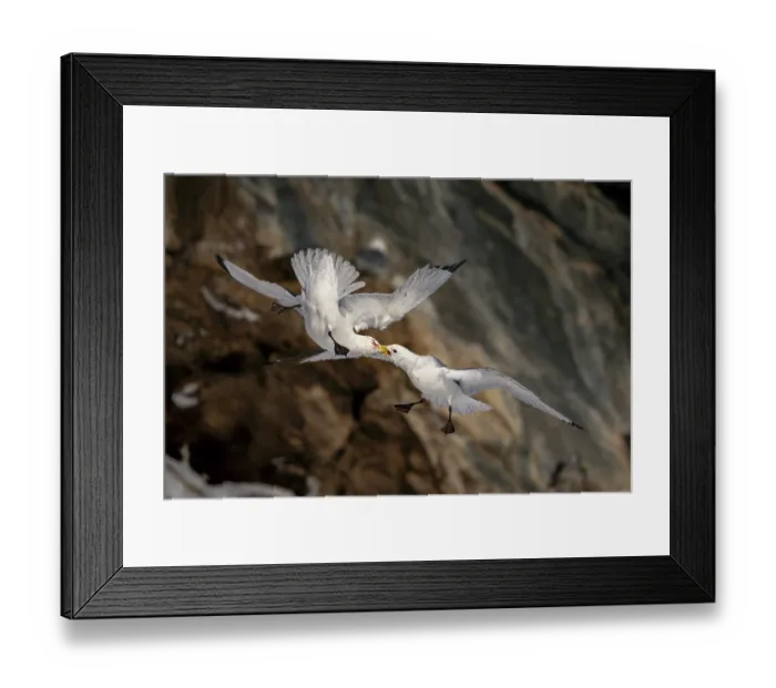Framed Print : Two Kittiwakes (Rissa tridactylus) in flight fighting for nesting space and dominance, Hornoya, Varanger, Finnmark, Norway. March Framed Print : Two Kittiwakes (Rissa tridactylus) in flight fighting for nesting space and dominance, Hornoya, Varanger, Finnmark, Norway. March