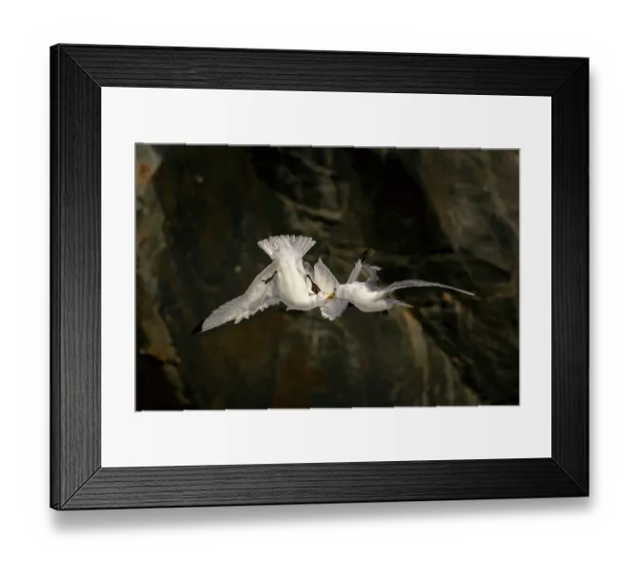 Framed Print : Two Kittiwakes (Rissa tridactylus) in flight fighting for nesting space and dominance, Hornoya, Varanger, Finnmark, Norway. March Framed Print : Two Kittiwakes (Rissa tridactylus) in flight fighting for nesting space and dominance, Hornoya, Varanger, Finnmark, Norway. March
