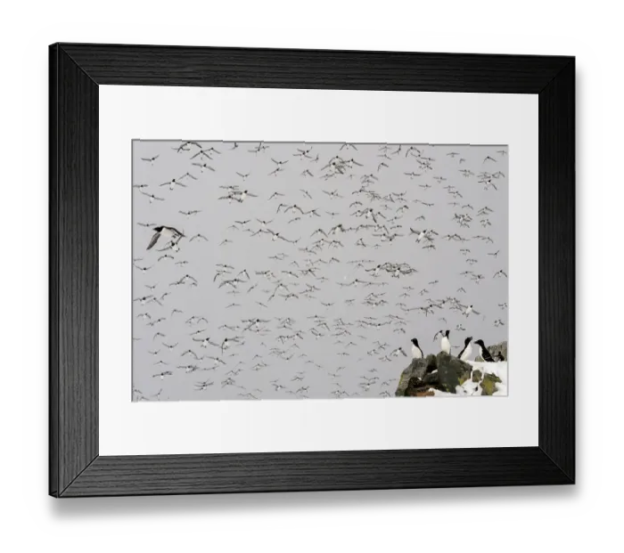 Framed Print : Group of Razorbills (Alca torda) perched on rocks with flock of Common guillemots (Uria aalge) and other birds in flight above, Hornoya, Varanger, Finnmark, Norway. March Framed Print : Group of Razorbills (Alca torda) perched on rocks with flock of Common guillemots (Uria aalge) and other birds in flight above, Hornoya, Varanger, Finnmark, Norway. March