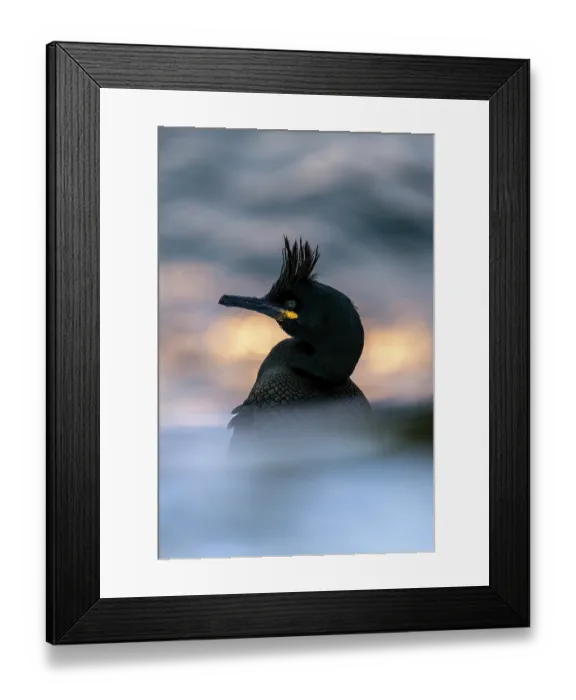 Framed Print : Shag (Phalacrocorax aristotelis) on water, portrait, Hornoya, Varanger, Finnmark, Norway. March Framed Print : Shag (Phalacrocorax aristotelis) on water, portrait, Hornoya, Varanger, Finnmark, Norway. March