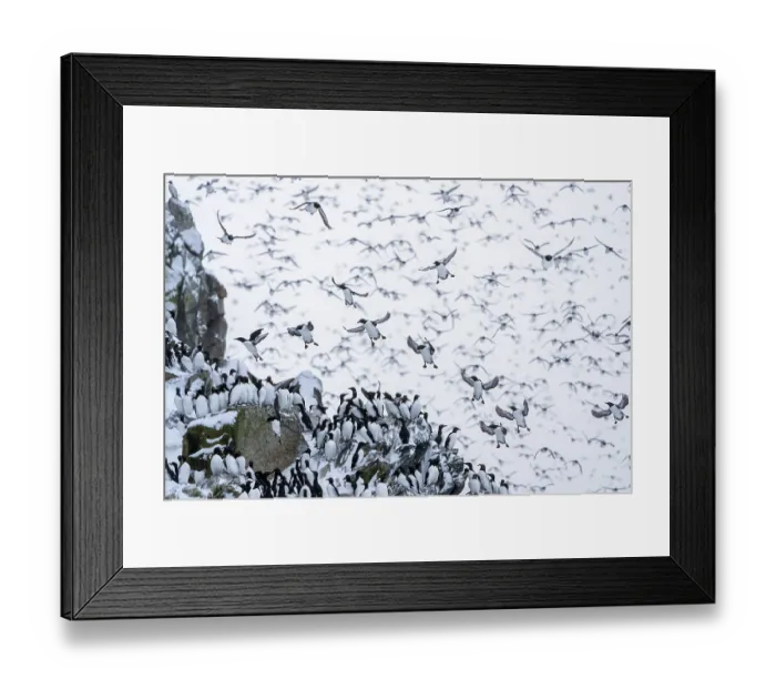 Framed Print : Common guillemots (Uria aalge) flock mass landing on the island for the first time after months on the sea during winter with some Razorbills (Alca torda) Framed Print : Common guillemots (Uria aalge) flock mass landing on the island for the first time after months on the sea during winter with some Razorbills (Alca torda)