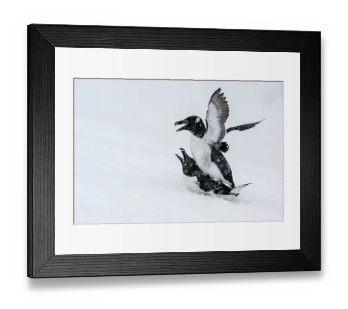 Framed Print : Razorbills (Alca torda) pair mating in the snow during snowfall, Hornoya, Varanger, Finnmark, Norway. March Framed Print : Razorbills (Alca torda) pair mating in the snow during snowfall, Hornoya, Varanger, Finnmark, Norway. March