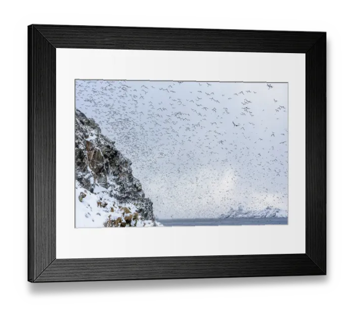 Framed Print : Common guillemots (Uria aalge) flock mass landing on the island for the first time after months on the sea during winter with some Razorbills (Alca torda) Framed Print : Common guillemots (Uria aalge) flock mass landing on the island for the first time after months on the sea during winter with some Razorbills (Alca torda)