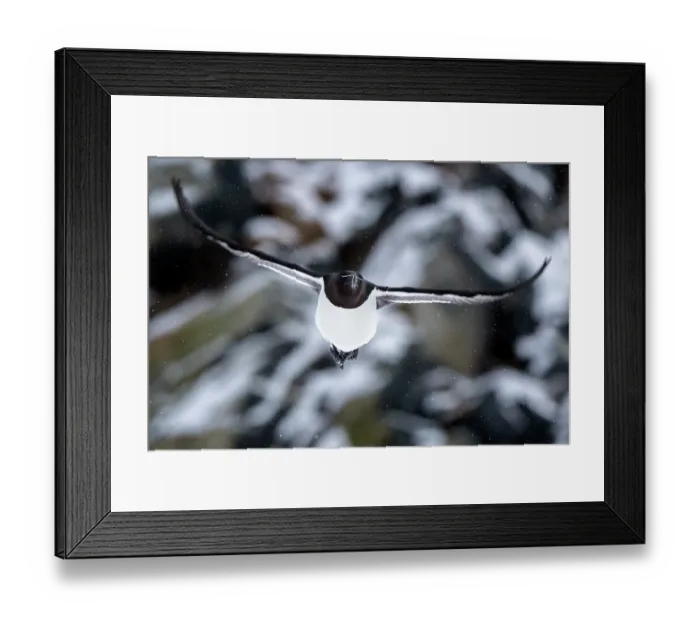 Framed Print : Razorbill (Alca torda) in flight, Hornoya, Varanger, Finnmark, Norway. March Framed Print : Razorbill (Alca torda) in flight, Hornoya, Varanger, Finnmark, Norway. March