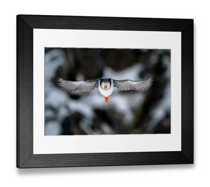 Framed Print : Puffin (Fratercula artica) in flight, Hornoya, Varanger, Finnmark, Norway. March Framed Print : Puffin (Fratercula artica) in flight, Hornoya, Varanger, Finnmark, Norway. March
