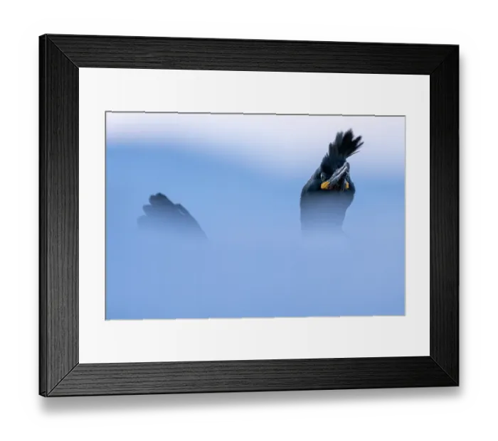 Framed Print : RF - Shag (Phalacrocorax aristotelis) portrait, Hornoya, Varanger, Finnmark, Norway. March. (This image may be licensed either as rights managed or royalty free.) Framed Print : RF - Shag (Phalacrocorax aristotelis) portrait, Hornoya, Varanger, Finnmark, Norway. March. (This image may be licensed either as rights managed or royalty free.)