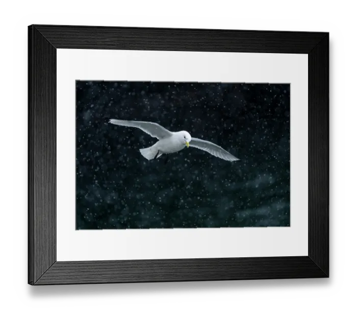 Framed Print : RF - Kittiwake (Rissa tridactyla) in flight during snowfall Hornoya, Varanger, Finnmark, Norway. March. (This image may be licensed either as rights managed or royalty free.) Framed Print : RF - Kittiwake (Rissa tridactyla) in flight during snowfall Hornoya, Varanger, Finnmark, Norway. March. (This image may be licensed either as rights managed or royalty free.)