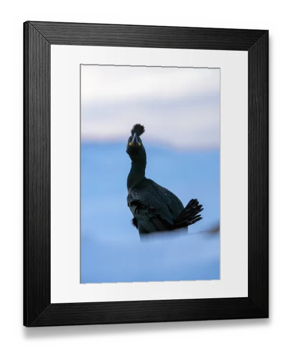 Framed Print : RF - Shag (Phalacrocorax aristotelis) on snow, portrait, Hornoya, Varanger, Finnmark, Norway. March. (This image may be licensed either as rights managed or royalty free.) Framed Print : RF - Shag (Phalacrocorax aristotelis) on snow, portrait, Hornoya, Varanger, Finnmark, Norway. March. (This image may be licensed either as rights managed or royalty free.)