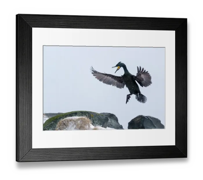 Framed Print : Shag (Phalacrocorax aristotelis) landing on rocks, Hornoya, Varanger, Finnmark, Norway. March Framed Print : Shag (Phalacrocorax aristotelis) landing on rocks, Hornoya, Varanger, Finnmark, Norway. March