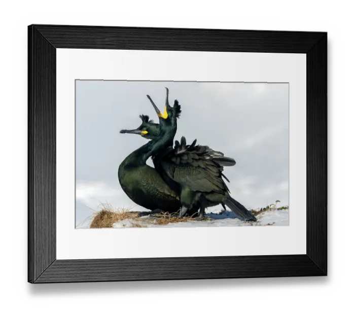 Framed Print : Shags (Phalacrocorax aristotelis) pair, mating, Hornoya, Varanger, Finnmark, Norway. March Framed Print : Shags (Phalacrocorax aristotelis) pair, mating, Hornoya, Varanger, Finnmark, Norway. March