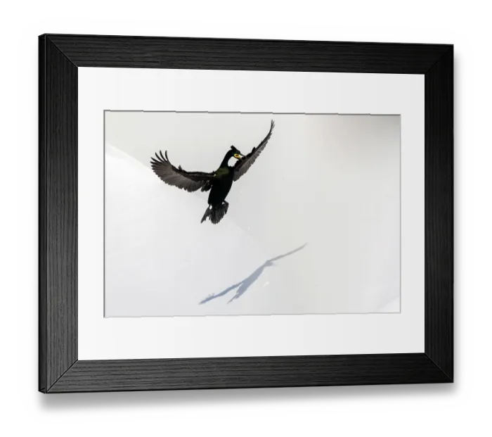 Framed Print : Shag (Phalacrocorax aristotelis) landing in the snow, Hornoya, Varanger, Finnmark, Norway. March Framed Print : Shag (Phalacrocorax aristotelis) landing in the snow, Hornoya, Varanger, Finnmark, Norway. March