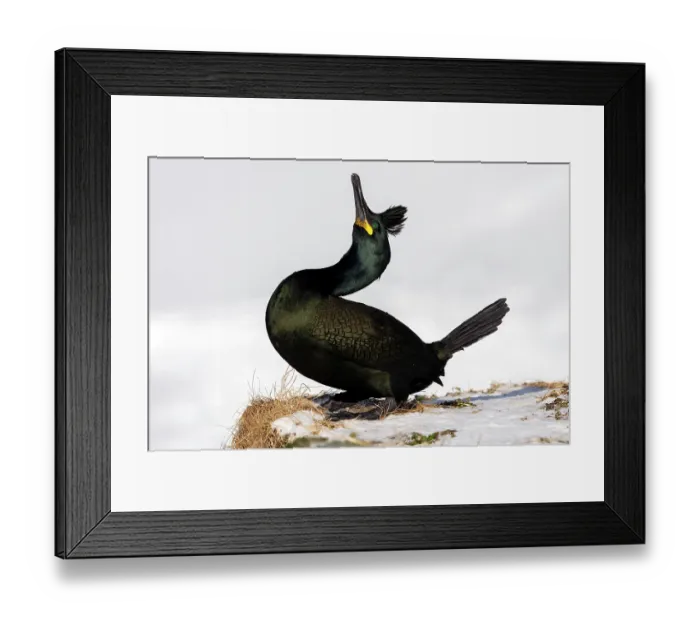 Framed Print : Shag (Phalacrocorax aristotelis) courtship display, Hornoya, Varanger, Finnmark, Norway. March Framed Print : Shag (Phalacrocorax aristotelis) courtship display, Hornoya, Varanger, Finnmark, Norway. March