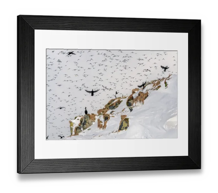 Framed Print : Shags (Phalacrocorax aristotelis) flock landing on the island with Razorbills (Alca torda), Common guillemots (Uria aalge) and Puffins (Fratercula arctica) in mass landing Framed Print : Shags (Phalacrocorax aristotelis) flock landing on the island with Razorbills (Alca torda), Common guillemots (Uria aalge) and Puffins (Fratercula arctica) in mass landing